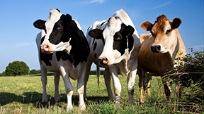 Cows in a field