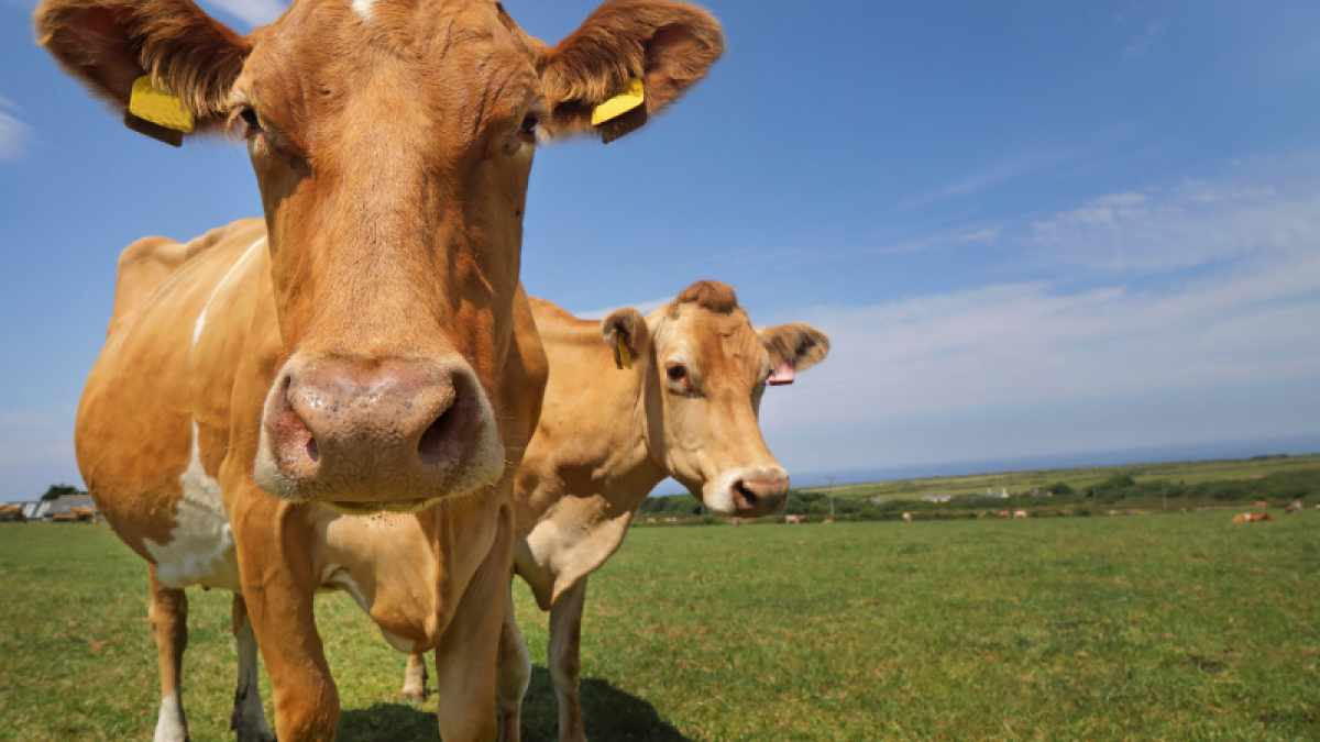 Cows in a field