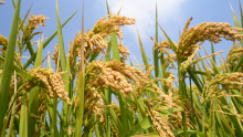 Crops in a field